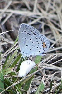 Eastern Tailed-Blue (1)