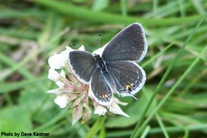 Eastern Tailed-Blue (2)
