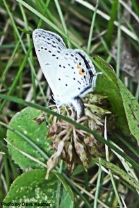 Eastern Tailed-Blue Ovipositing