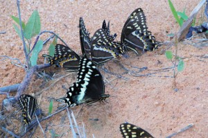 Palamedes Swallowtails Puddling