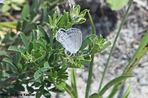 Eastern Tailed-blue (1)