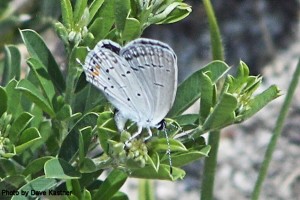 Eastern Tailed-blue (2)