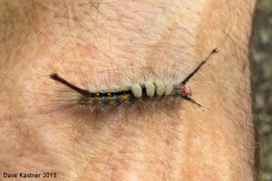 Fir Tussock Moth Caterpillar