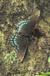 Red-spotted Purple Dorsal