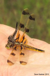 Robber Fly Attacking Halloween Pennant