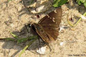 Southern Cloudywing Dorsal