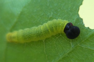 Hoary Edge Caterpillar