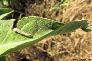 Goatweed Leafwing Caterpillar & Leaf Home