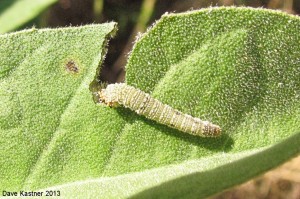 Goatweed Leafwing Caterpillar