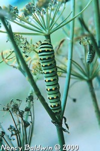 Black  Swallowtail Caterpillar