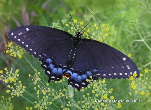 Female Black Swallowtail on Fennel