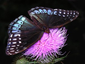 Female Diana Fritillary
