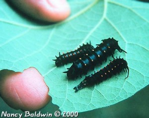 Pipevine Swallowtail Caterpillars 2
