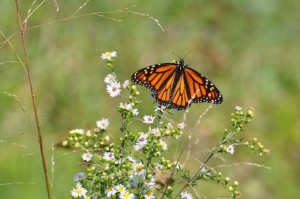 Monarch on Frost Aster