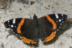 Lee: Red Admiral
