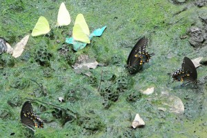 Spicebush Swallowtails Puddling